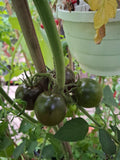 -0327-"Schwarze Italia"