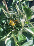 Paprika "Madame Paraplü"