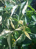 Paprika "Madame Paraplü"