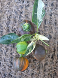 Paprika "Madame Paraplü"