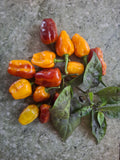 Chili "Pimenta Puma" Schärfe 9-10