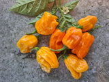 Chili "Habanero La Palma"