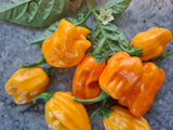 Chili "Habanero La Palma"