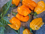 Chili "Habanero La Palma"