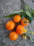 -1408-  Mikrodwarf "Orange Cherry"