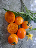 -1408-  Mikrodwarf "Orange Cherry"
