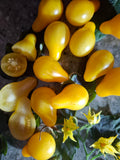 -1638- "Edwin's Yellow Pear"