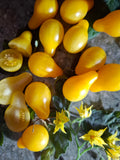 -1638- "Edwin's Yellow Pear"