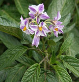 Binenmelone/Pepino "Solanum muricatum"