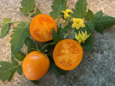 -1574- "Zloty Ozarowski"