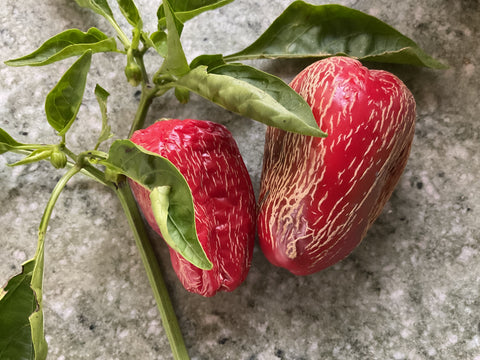 Paprika mit Netzhaut aus Como Arbeitstitel