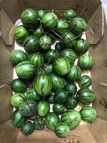 Wilde Pepino (Birnenmelone) "Solanum caripense"