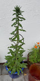 Natternkopf "Echium vulgaris"