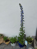 Natternkopf "Echium vulgaris"