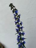 Natternkopf "Echium vulgaris"
