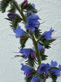 Natternkopf "Echium vulgaris"
