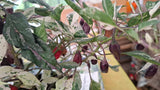 Chili "Purple Tiger" Schärfe 6