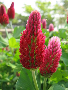 Inkarnat-Klee "Trifolium incarnatum"