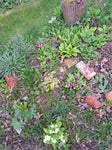 Gartenprimel, Bunte