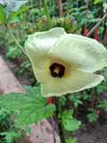 Aibika "Abelmoschus manihot"