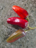 Paprika "Between the Line"