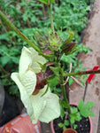 Aibika "Abelmoschus manihot"