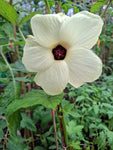 Aibika "Abelmoschus manihot"