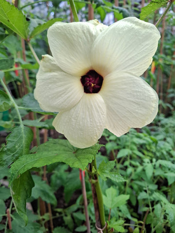 Aibika "Abelmoschus manihot"