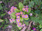 Gartenprimel, Bunte