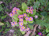 Gartenprimel, Bunte
