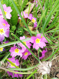 Gartenprimel, Bunte