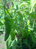 Paprika "Chocolate Banana"