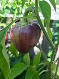 Paprika "Violett Mist"