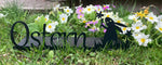 Gartenprimel, Bunte