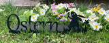 Gartenprimel, Bunte
