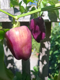 Paprika "Violett Mist"