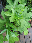 Aibika "Abelmoschus manihot"