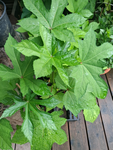 Aibika "Abelmoschus manihot"