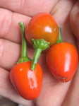 Chili "Madeira" (Arbeitstitel)