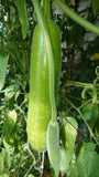 Riesen'zucchini' Vietnam