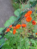 Habichtskraut "Emilia Coccinea Scarlet"