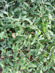 Kletternder Salzbusch "Chenopodium nutans"