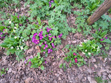 Gartenprimel, Bunte
