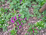 Gartenprimel, Bunte