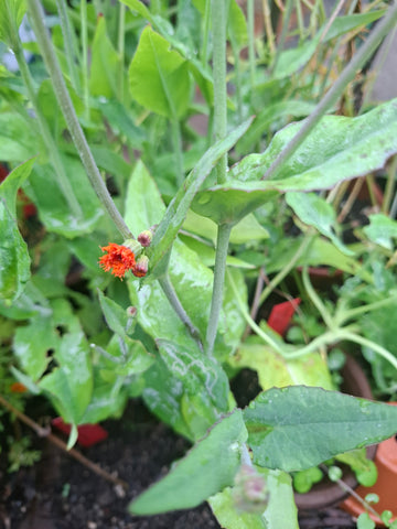 Habichtskraut "Emilia Coccinea Scarlet"