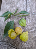 Physalis