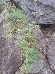 Kletternder Salzbusch "Chenopodium nutans"