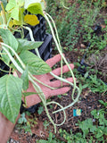 Spaghetti-Bohne