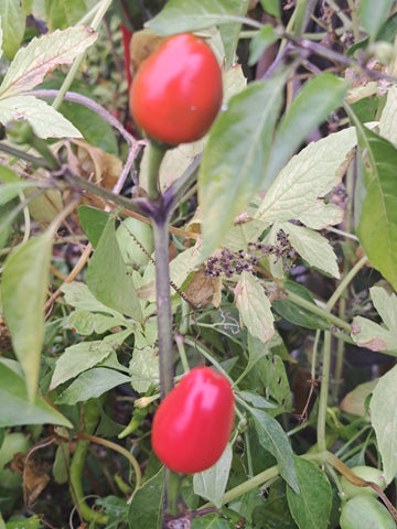 Chili "Madeira" (Arbeitstitel)