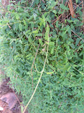 Kletternder Salzbusch "Chenopodium nutans"